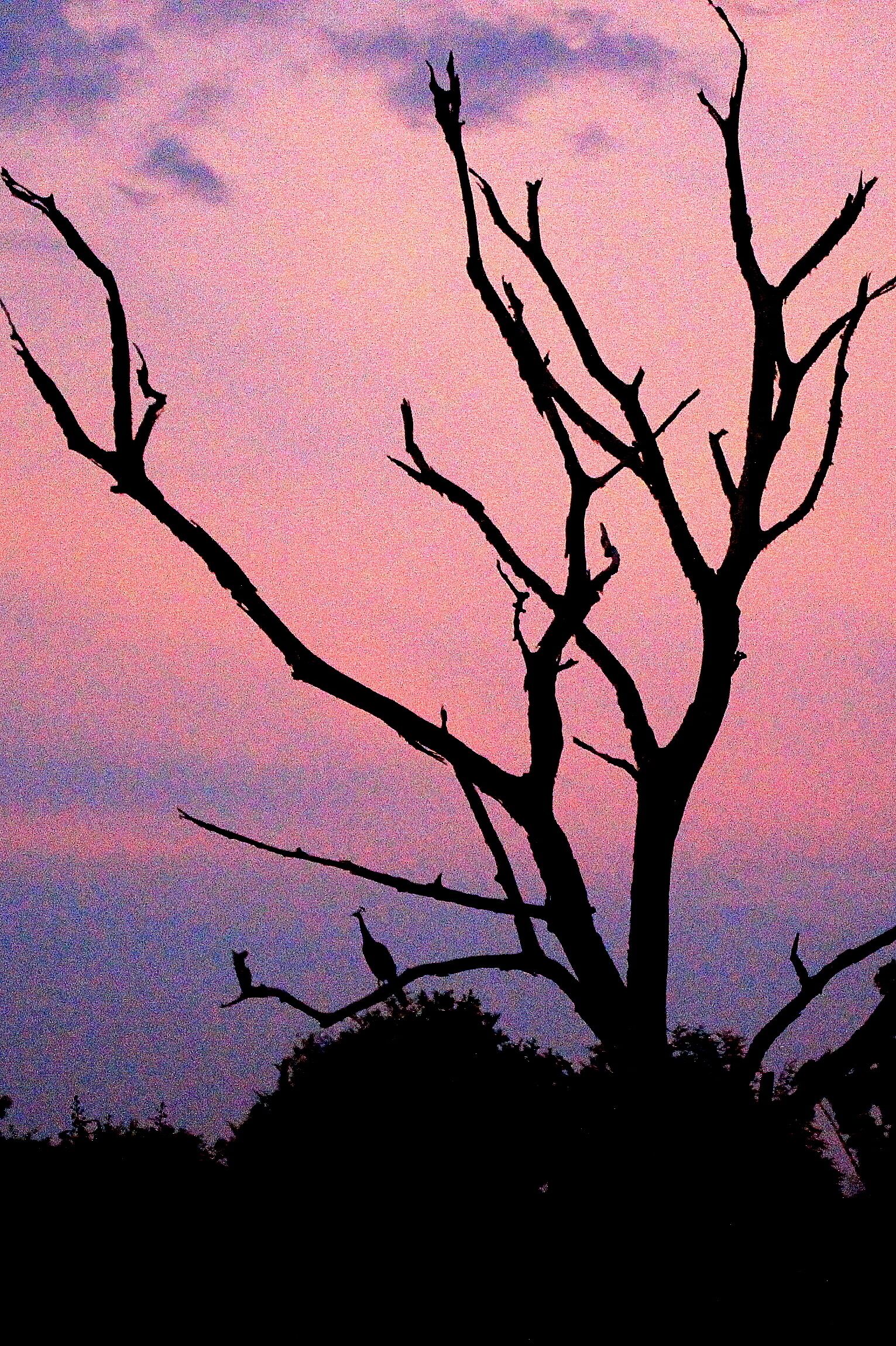 Peacock enjoying the beautiful sundown on a barren tree in Masingudi forest in India. Clicked on a jeep safari by Jungle Retreat bit.ly/Zij8fZ, #Goldenhour 