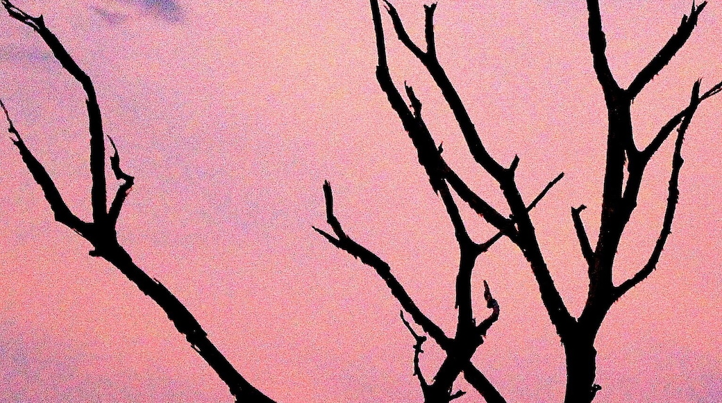 Peacock enjoying the beautiful sundown on a barren tree in Masingudi forest in India. Clicked on a jeep safari by Jungle Retreat bit.ly/Zij8fZ, #Goldenhour