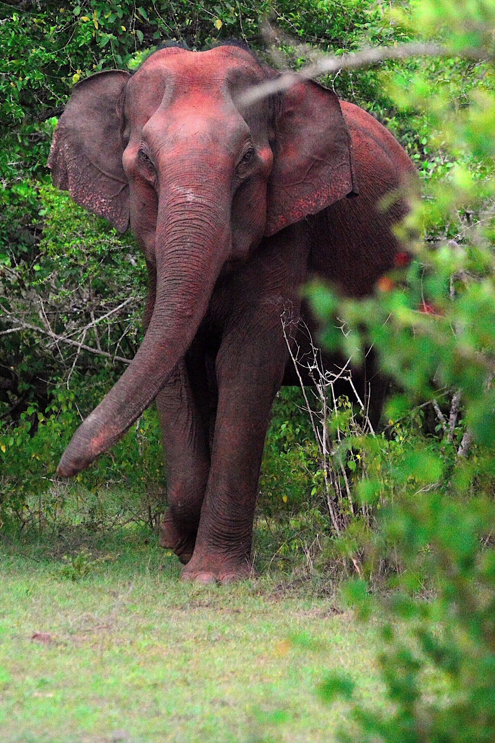 Wild elephant in Masinagudi, Tamil Nadu, India