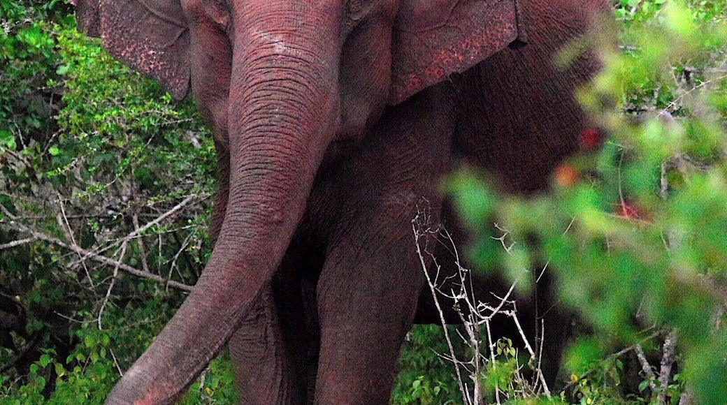 Wild elephant in Masinagudi, Tamil Nadu, India