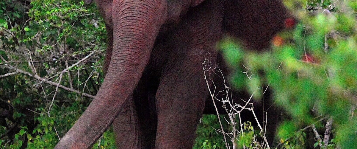 Wild elephant in Masinagudi, Tamil Nadu, India