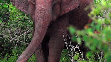 Un elefante en su hábitat natural, rodeado de follaje y vegetación exuberante.
