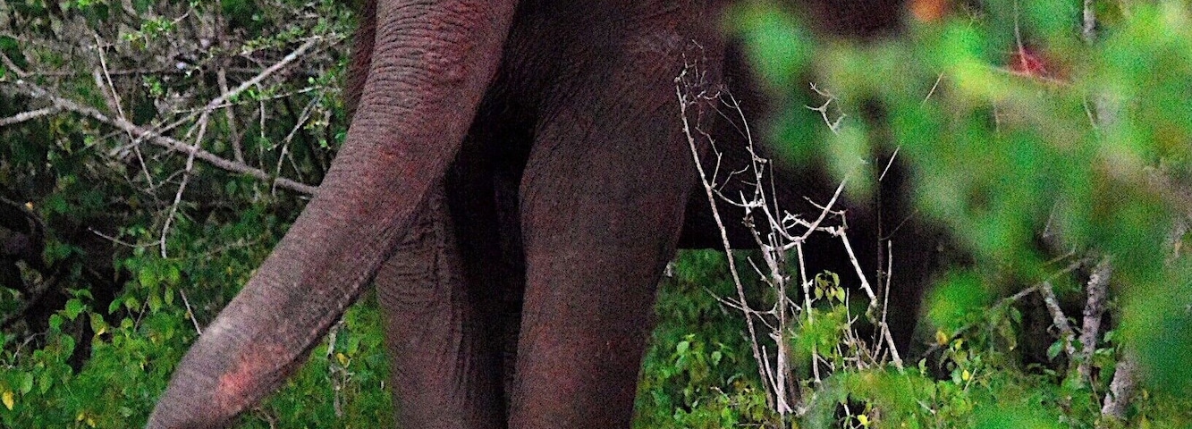 Wild elephant in Masinagudi, Tamil Nadu, India