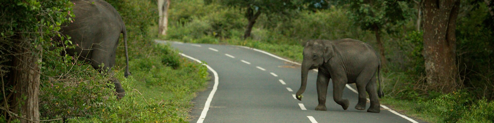 Una carretera con dos elefantes, uno a cada lado, rodeados de vegetación y árboles.