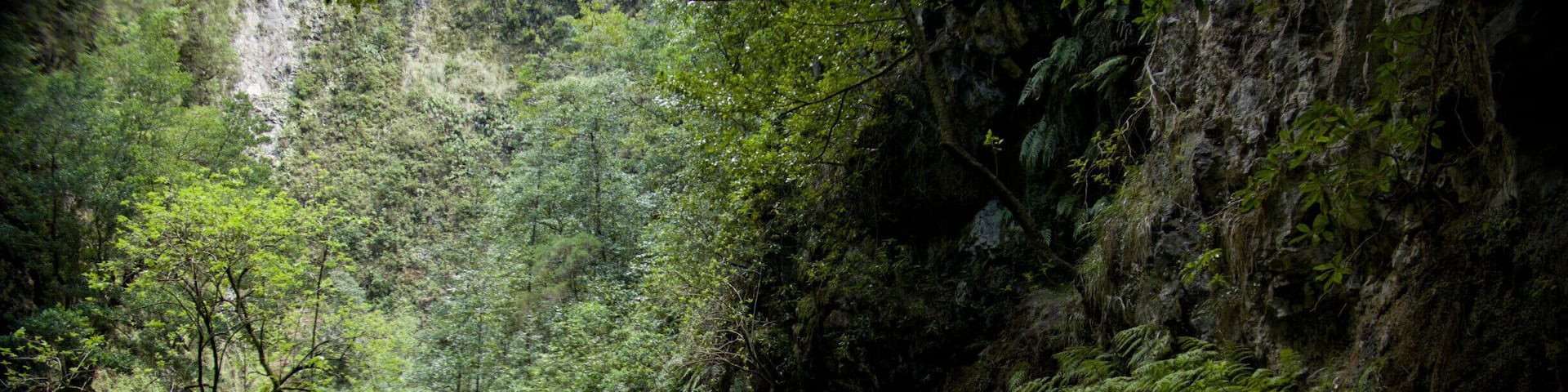A forested hiking trail with dense ferns and a rocky cliff.