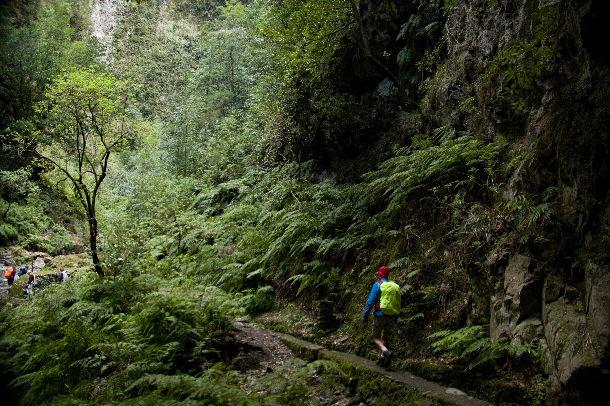 A forested hiking trail with dense ferns and a rocky cliff.