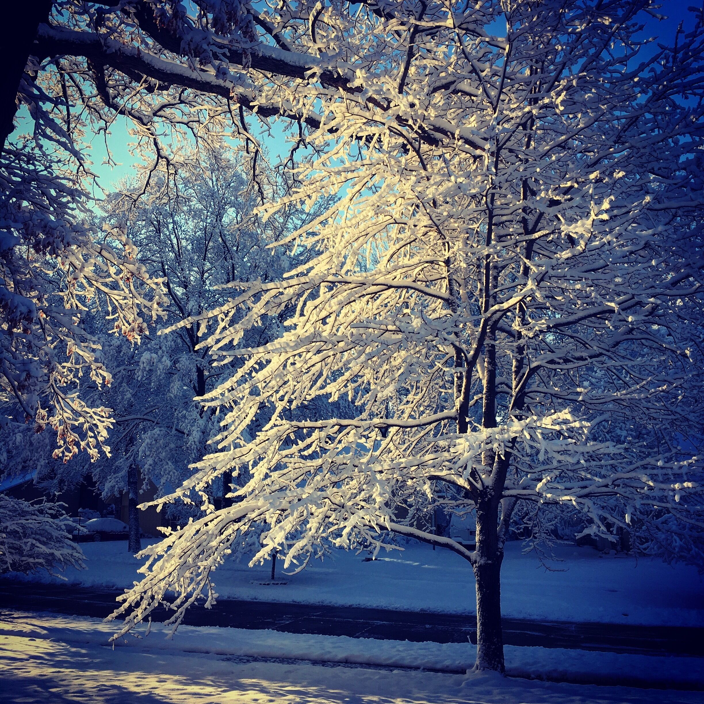 Winter from the front window. 