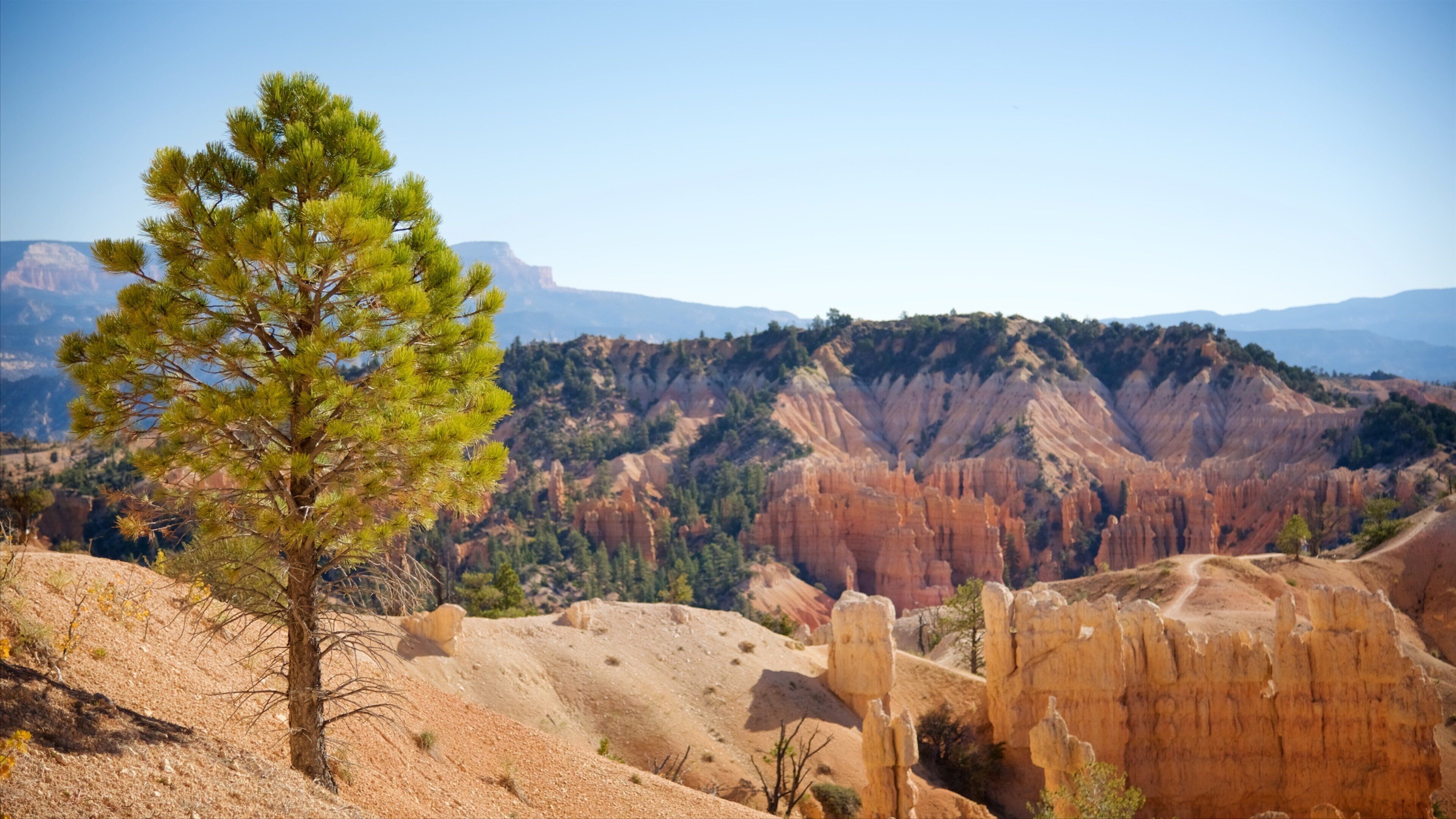 A pine tree in a canyon with red rock formations and distant mountains.