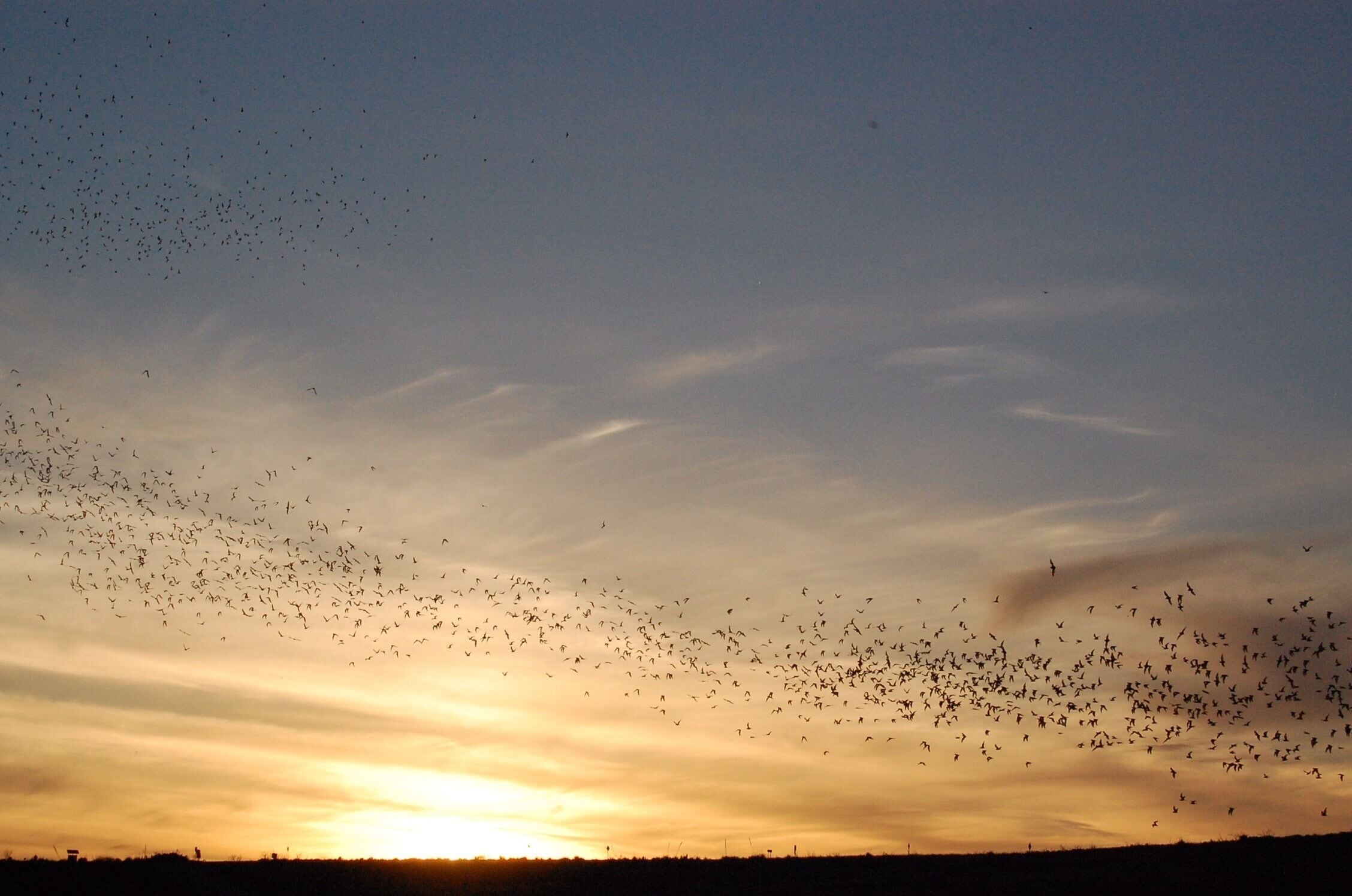 Bats nightly feeding, the bats leave the Natural Entry about 7ish.  It is amazing, 500,000 bats, their sonar must be incredible.😄