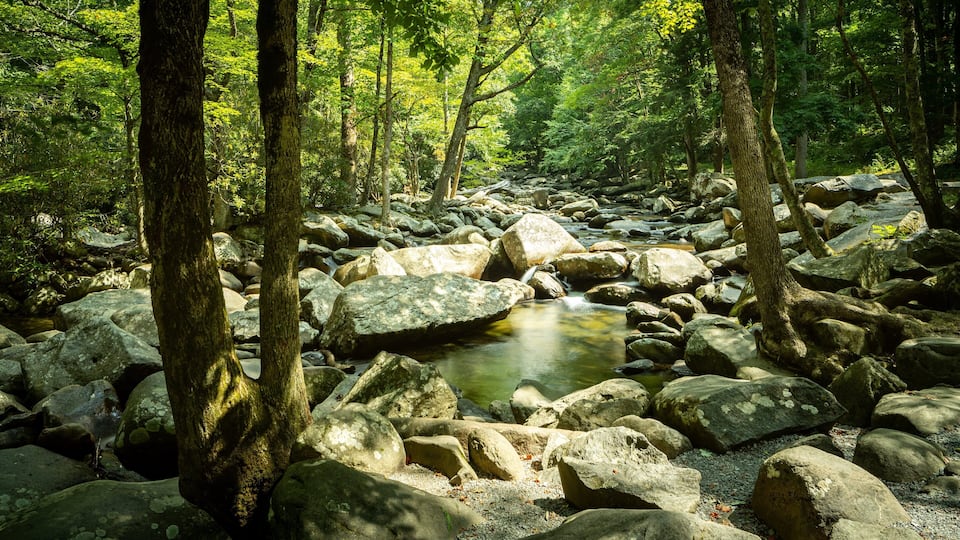 A forest stream with large rocks and trees.