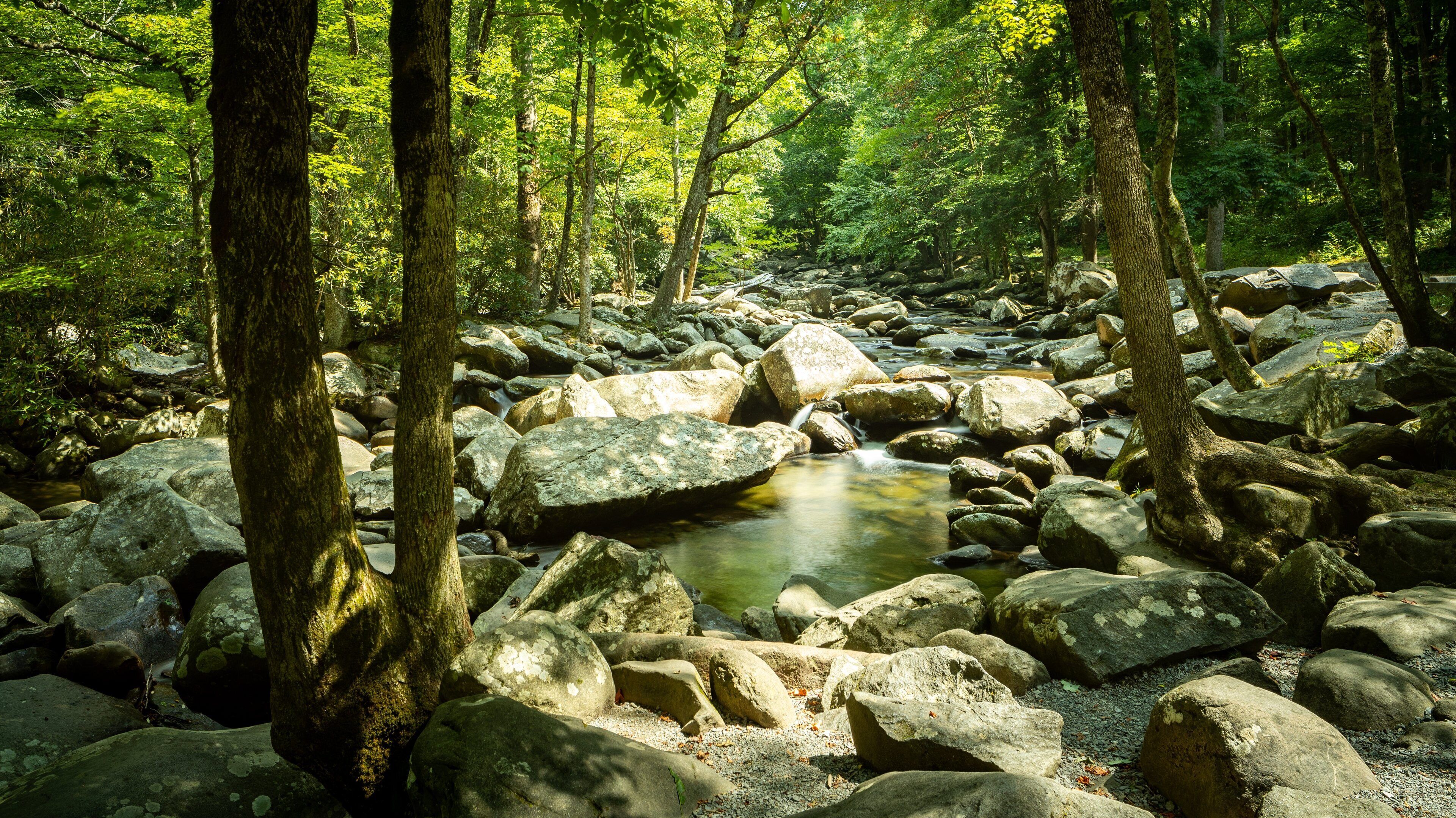 A forest stream with large rocks and trees.