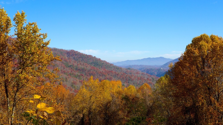 Gatlinburg showing forest scenes, mountains and autumn leaves