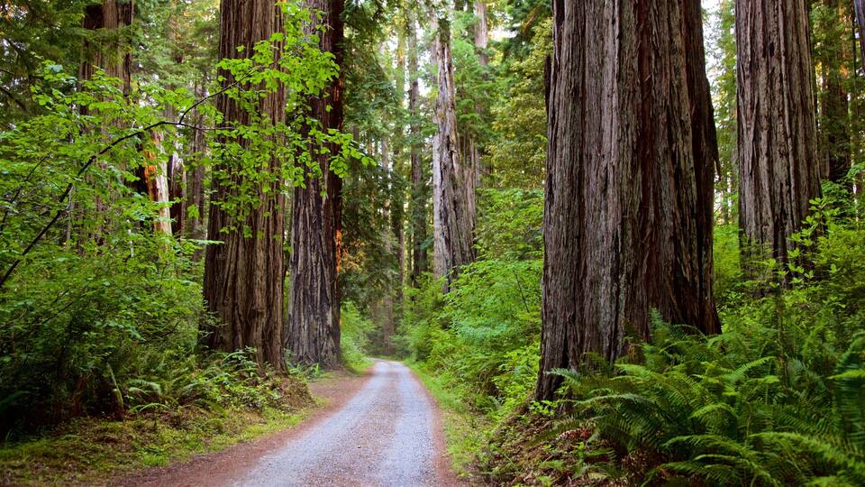A forest road surrounded by tall redwood trees and lush green ferns.