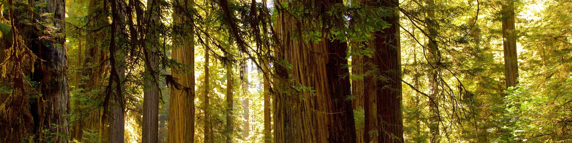 Redwood National and State Parks