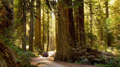 Redwood National and State Parks