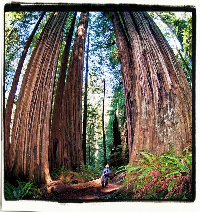 A large redwood tree with a person standing in front of it.