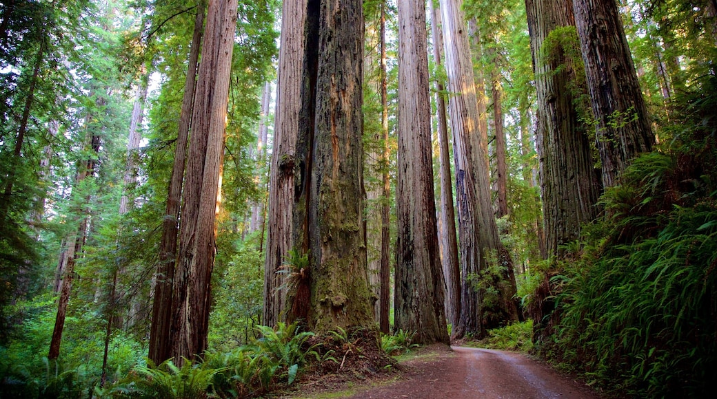 Parque nacional y parques estatales de Redwood