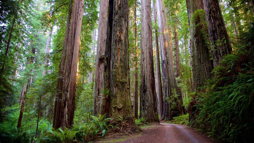 A forest with tall trees and a dirt path.