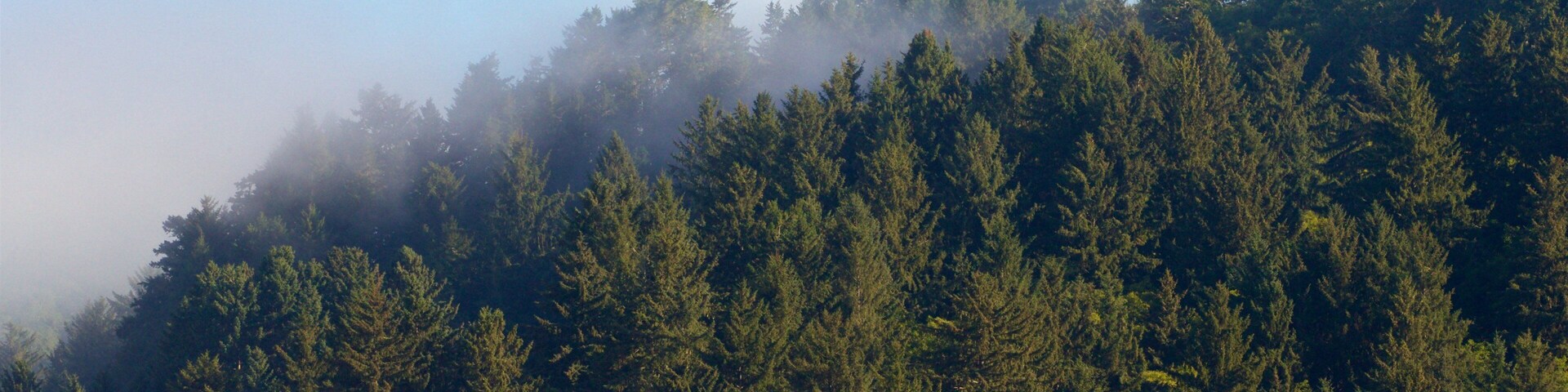 Parque Nacional de Redwood que inclui cenas tranquilas e neblina