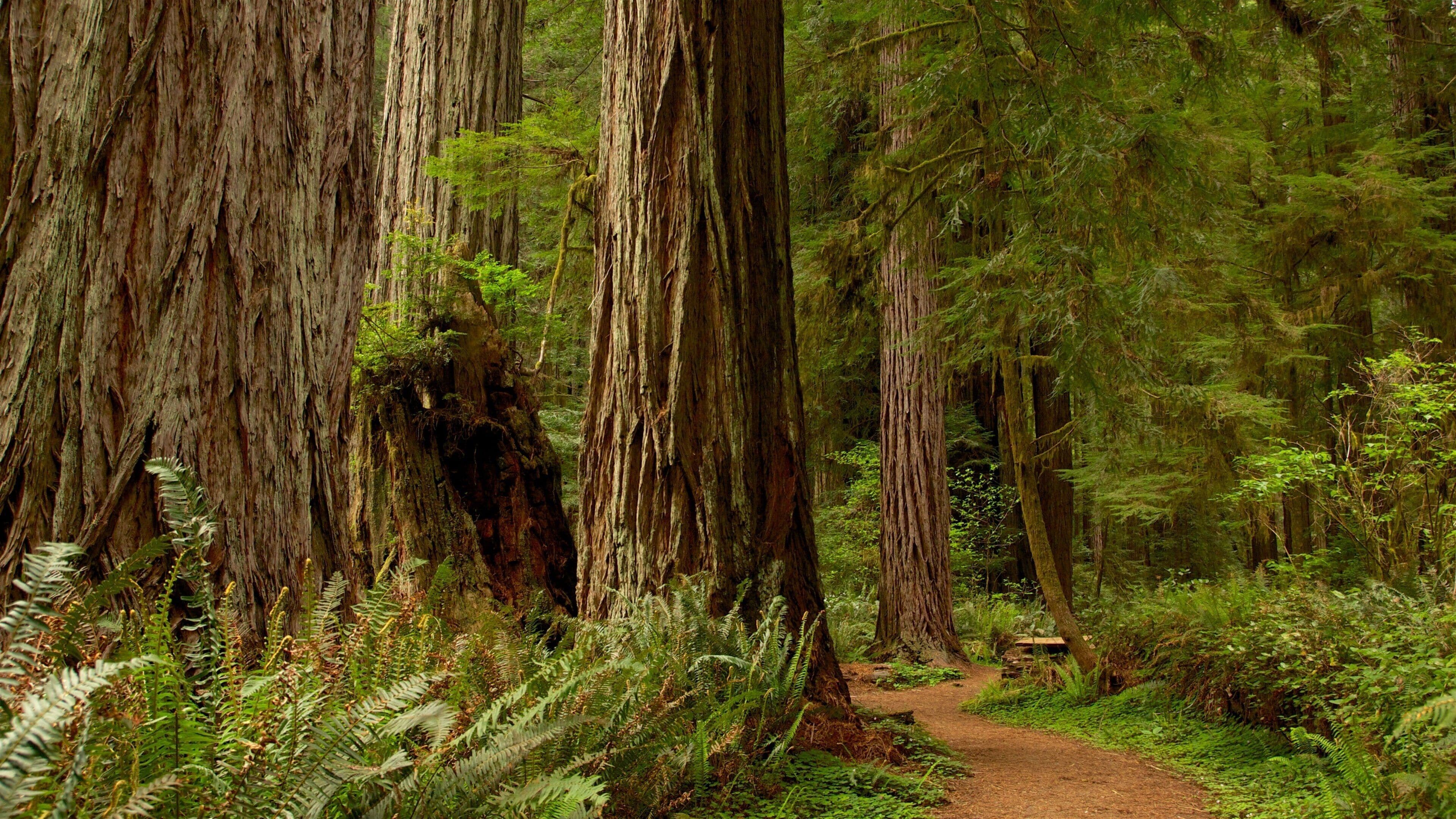 A forest with tall trees and a dirt path.
