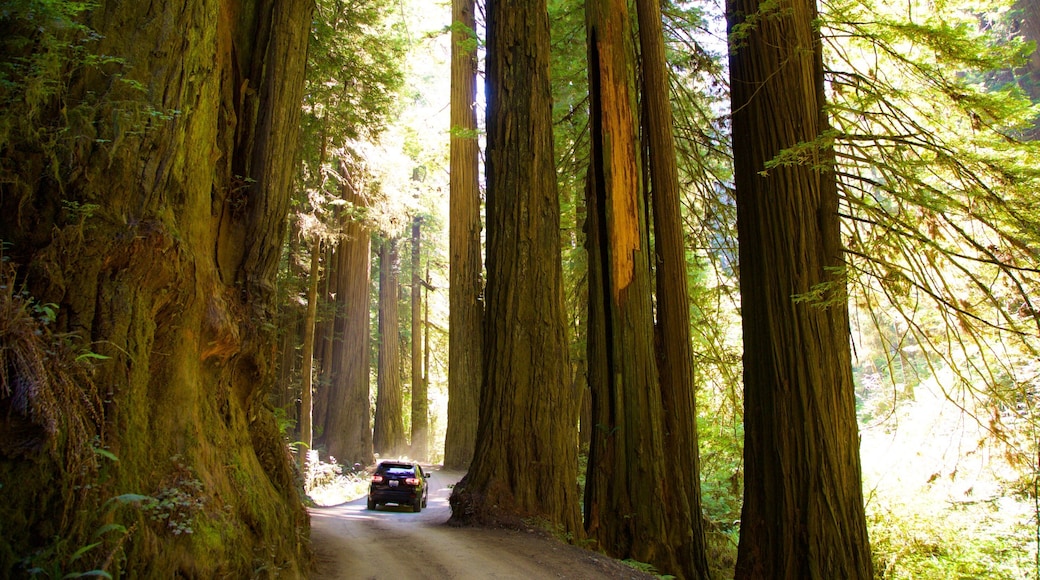 Parc national de Redwood montrant forĂȘts