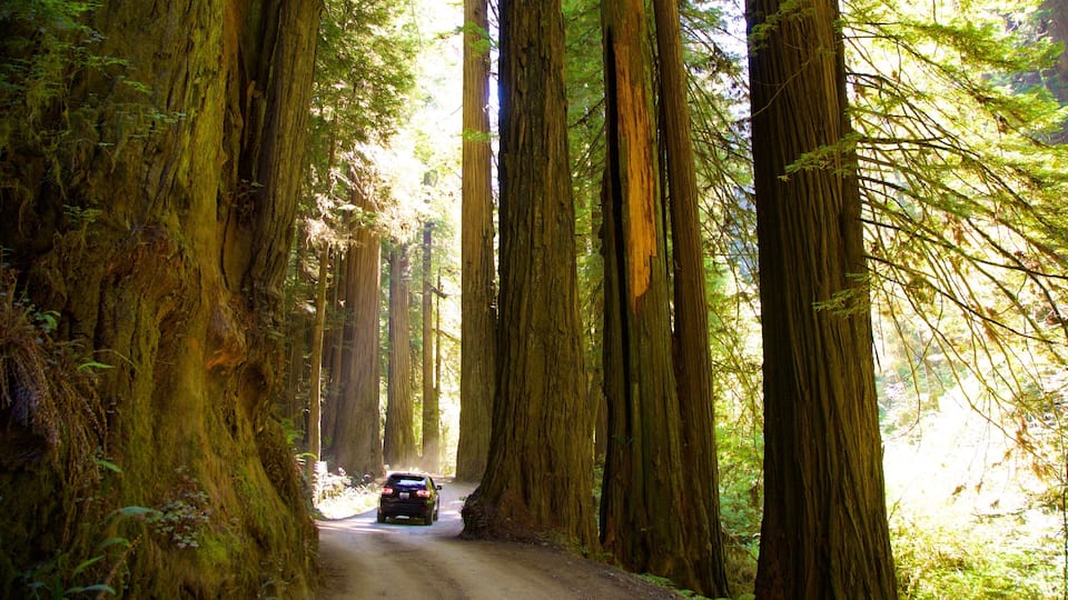 A dirt road flanked by tall redwood trees.