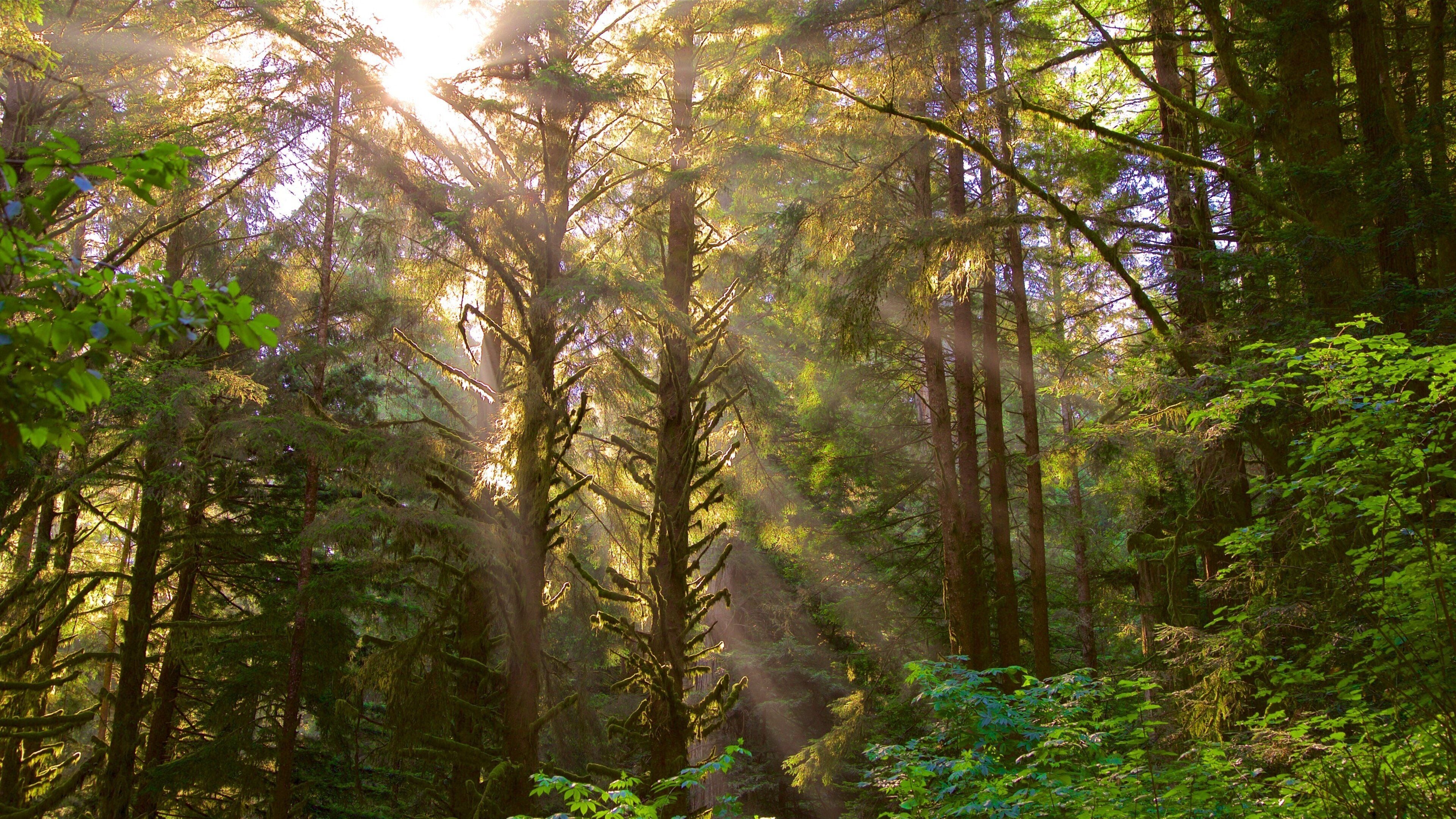 Redwood nasjonal- og delstatsparker som viser solnedgang og skoglandskap