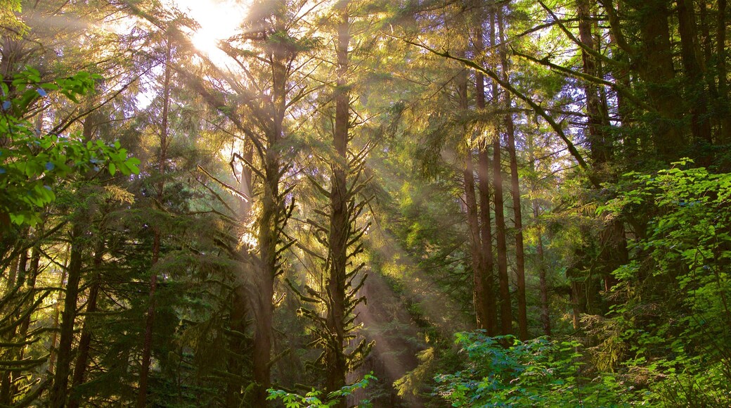 Redwood nasjonal- og delstatsparker som viser solnedgang og skoglandskap