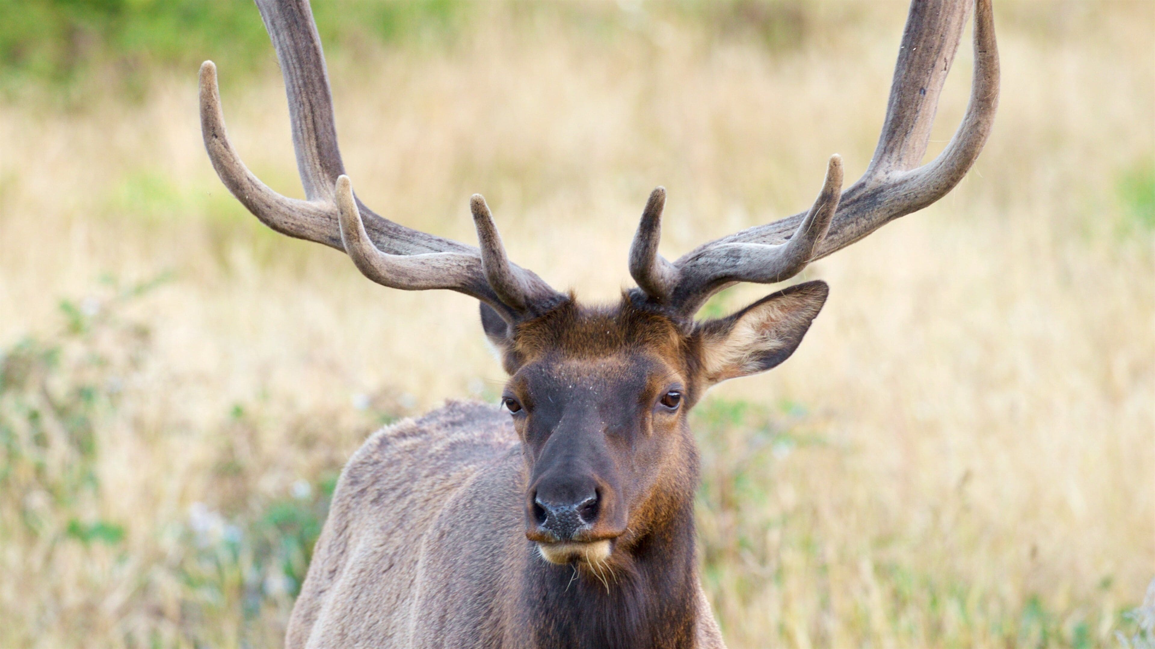Parque nacional y parques estatales de Redwood