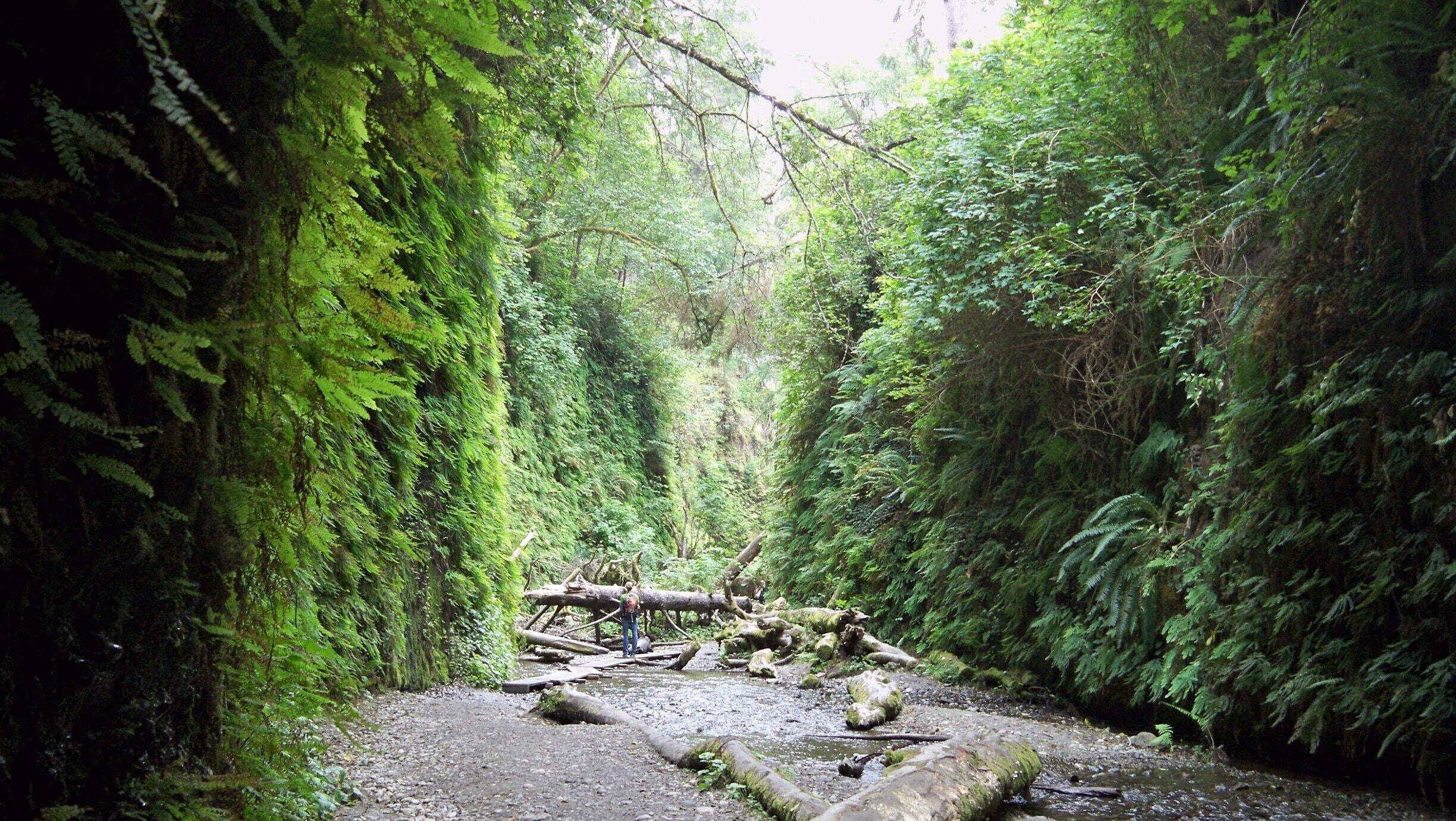 Fern Canyon - Redwoods National Park

#roadtrip
#NationalPark