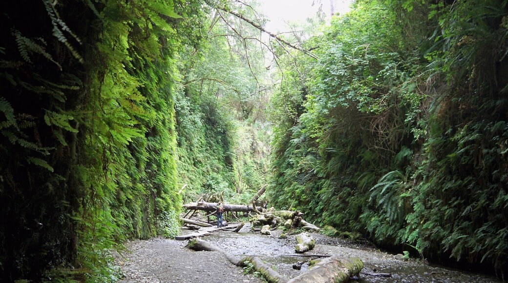 Fern Canyon - Redwoods National Park
#roadtrip
#NationalPark