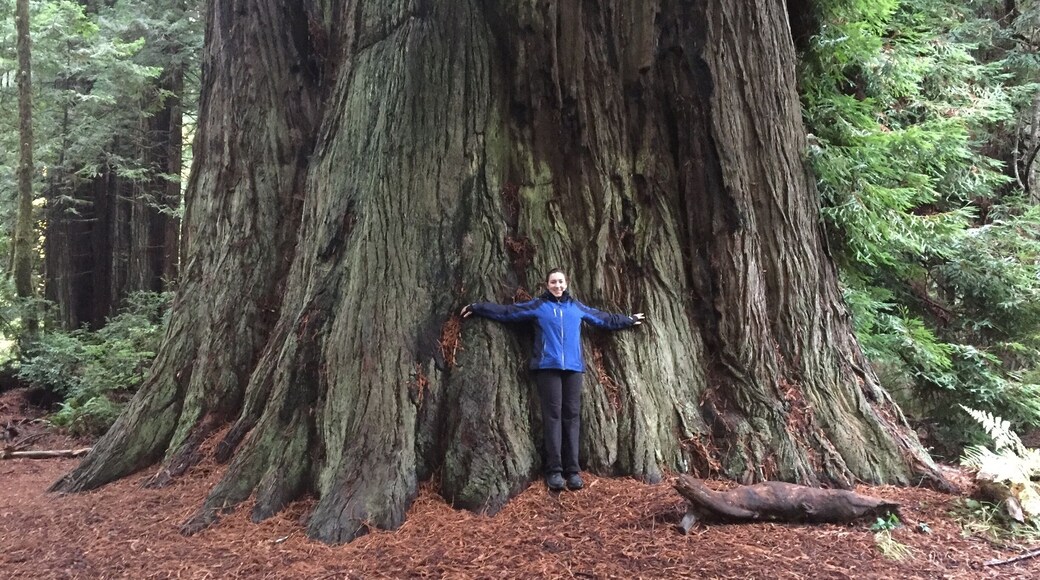 The trees are absolutely amazing! they really are the Giants of the forest!