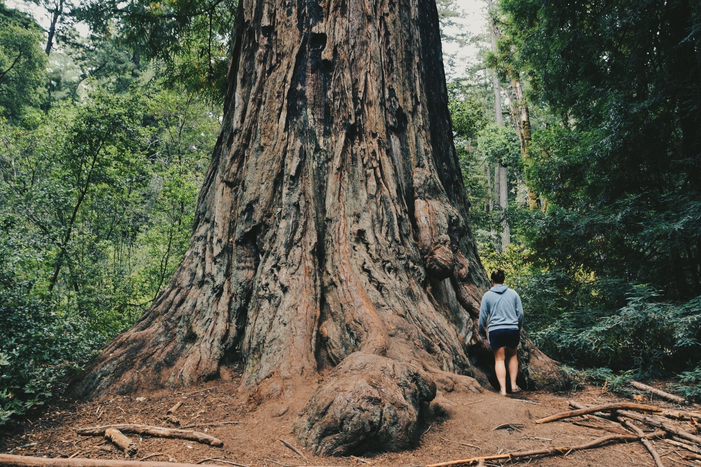 Father of the Forest in the Redwoods. May or may not have been yelled at to get over the fence for this comparison picture, but it was worth it.