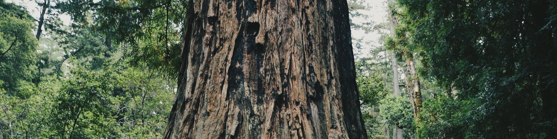 A large tree trunk in a forest.