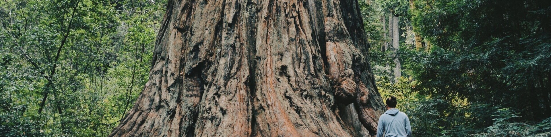 Un grueso tronco de árbol en un bosque.