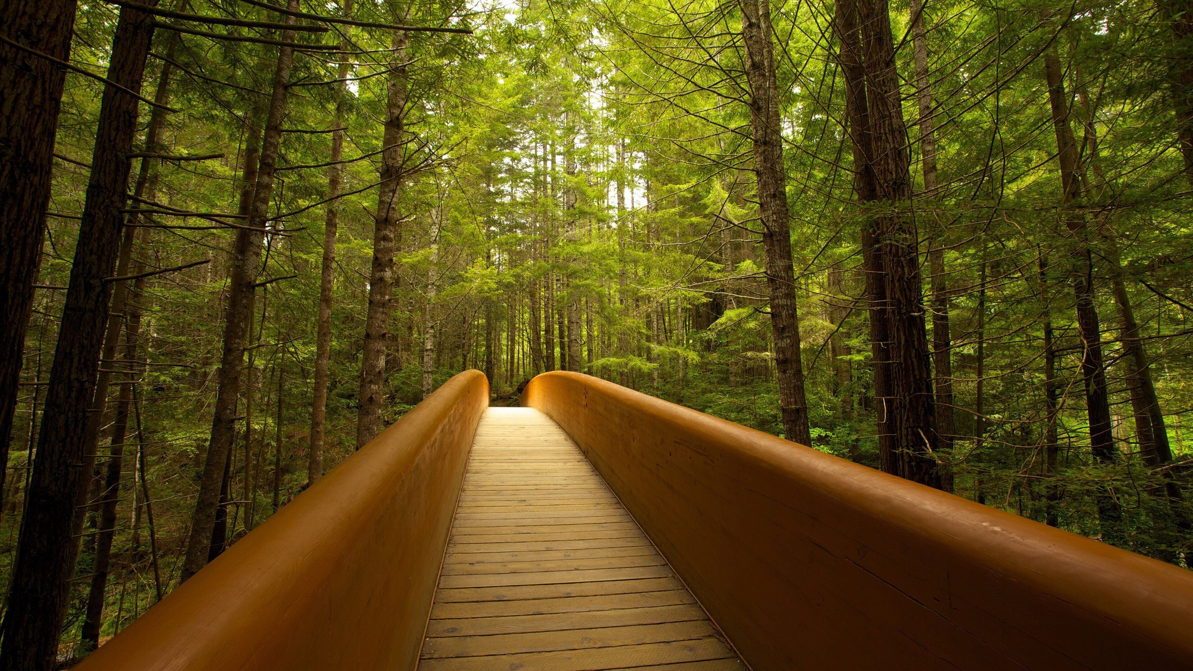 อุทยานแห่งรัฐและอุทยานแห่งชาติเรดวูด ซึ่งรวมถึง สะพาน และ ป่า