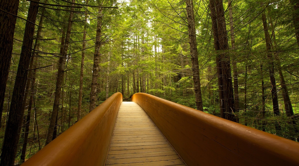 Parc national de Redwood qui includes forĂȘts et pont