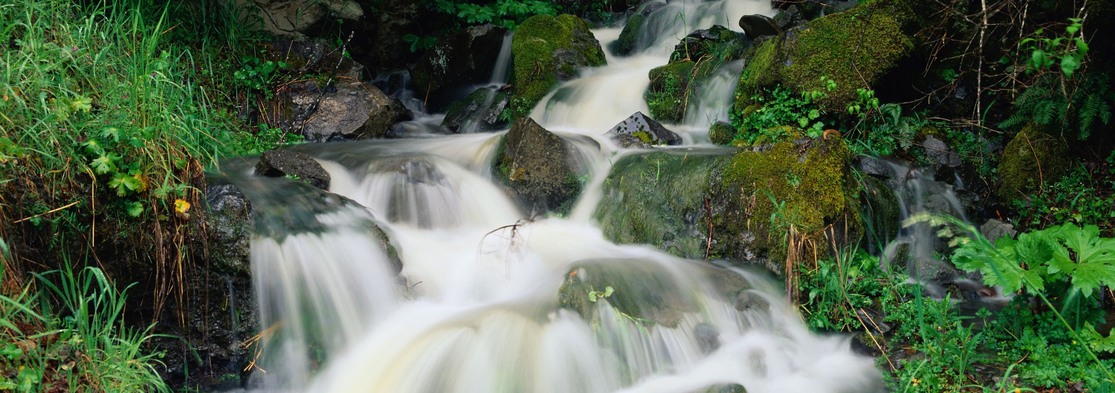 Stream in Redwood National Park