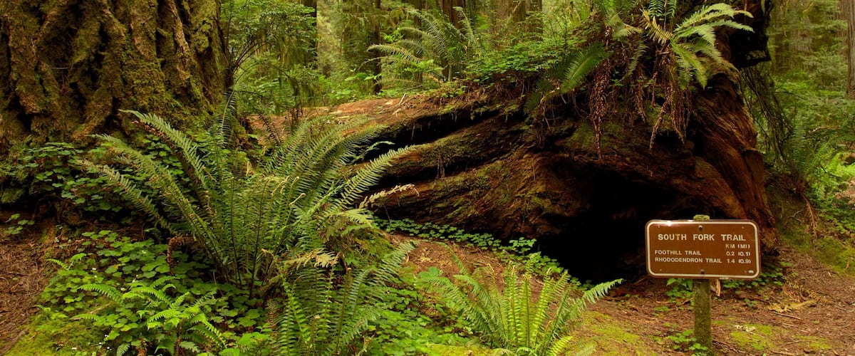 Parque nacional y parques estatales de Redwood que incluye señalización y escenas forestales