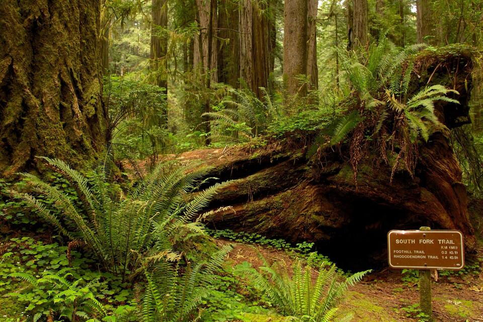 A forest with a fallen tree, ferns, and a sign indicating the South Fork Trail and Rhododendron Trail.