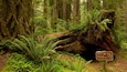 Parc national de Redwood montrant forêts et signalisation