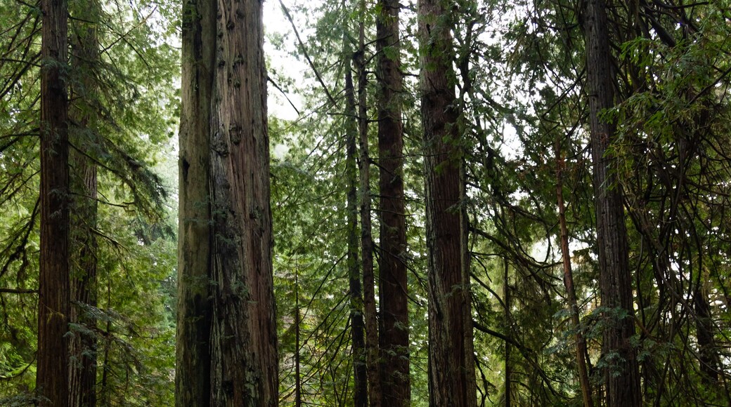 Last year we wanted to go to the Redwoods, I hadn't been since I was a child and my now fiance (boyfriend at the time) had never been. We planned a trip and headed up North.
It was obvious when we made it to Redwood territory because the trees got taller and taller and wider and wider. But we kept driving trying to find Redwood National Park. We tried mapping it in our GPS and wondered why we couldn't get directions to the park entrance. We finally stumbled upon a state park ranger station and decided to ask them. Turns out Redwood National and State Parks is an "area" or "region", it's not a specific place or address. We WERE in the park - there is no National Park entrance. Who knew?
We explored for hours with fog rolling in and out of the trees and sunbeams darting through branches. It was magical! This is one of those places that overwhelms me and floods me with emotion! I could have spent weeks here but we only had a few days. It was such an incredible experience! I already cannot wait to go back!
#wheretoexplorenext #thebestisyettocome #adventure #getlost #optoutside #getoutdoors #naturelovers #nature #adventureculture #explore #exploremore #keepexploring #wildandfree #wildernessculture #travel #travelstoke #roamtheplanet #wanderlust #travellife #travelgram #letsgosomewhere #mytinyatlas #stayandwander #wandermore #adventureawaits #liveyouradventure #discoverearth #sheisnotlost #iamatraveler