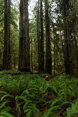 Last year we wanted to go to the Redwoods, I hadn't been since I was a child and my now fiance (boyfriend at the time) had never been. We planned a trip and headed up North.
It was obvious when we made it to Redwood territory because the trees got taller and taller and wider and wider. But we kept driving trying to find Redwood National Park. We tried mapping it in our GPS and wondered why we couldn't get directions to the park entrance. We finally stumbled upon a state park ranger station and decided to ask them. Turns out Redwood National and State Parks is an "area" or "region", it's not a specific place or address. We WERE in the park - there is no National Park entrance. Who knew?
We explored for hours with fog rolling in and out of the trees and sunbeams darting through branches. It was magical! This is one of those places that overwhelms me and floods me with emotion! I could have spent weeks here but we only had a few days. It was such an incredible experience! I already cannot wait to go back!
#wheretoexplorenext #thebestisyettocome #adventure #getlost #optoutside #getoutdoors #naturelovers #nature #adventureculture #explore #exploremore #keepexploring #wildandfree #wildernessculture #travel #travelstoke #roamtheplanet #wanderlust #travellife #travelgram #letsgosomewhere #mytinyatlas #stayandwander #wandermore #adventureawaits #liveyouradventure #discoverearth #sheisnotlost #iamatraveler