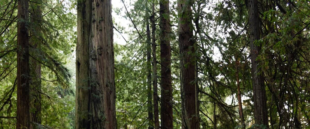 A dense forest with tall trees and lush ferns.