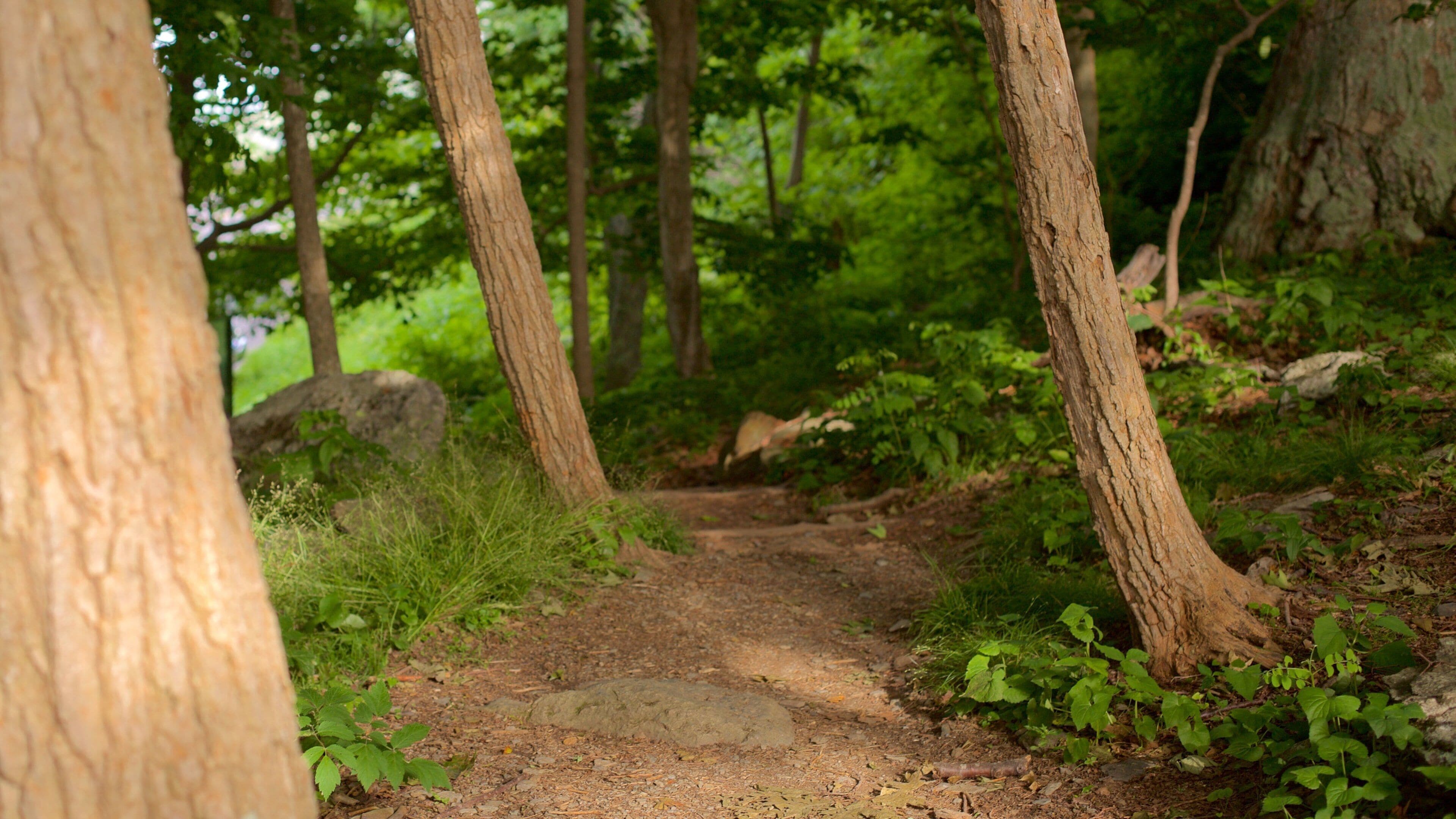 Parc national de Shenandoah qui includes forêts