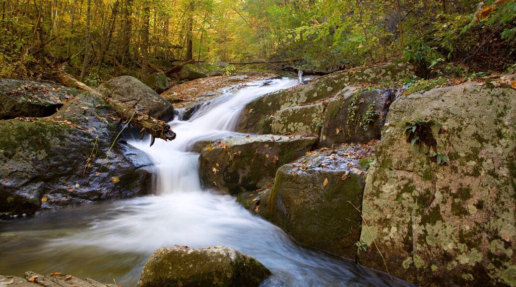 Parque Nacional Shenandoah