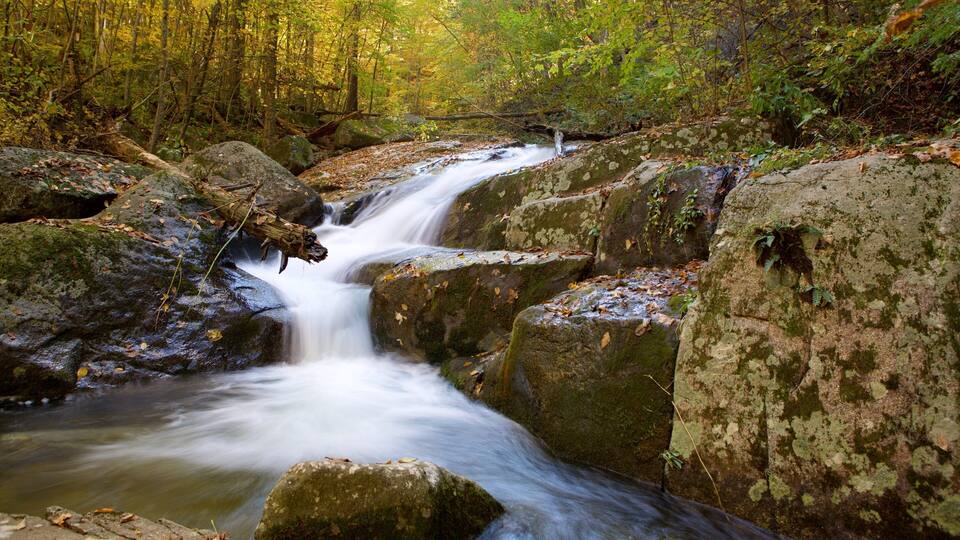 A waterfall flowing over rocks in a forested area.