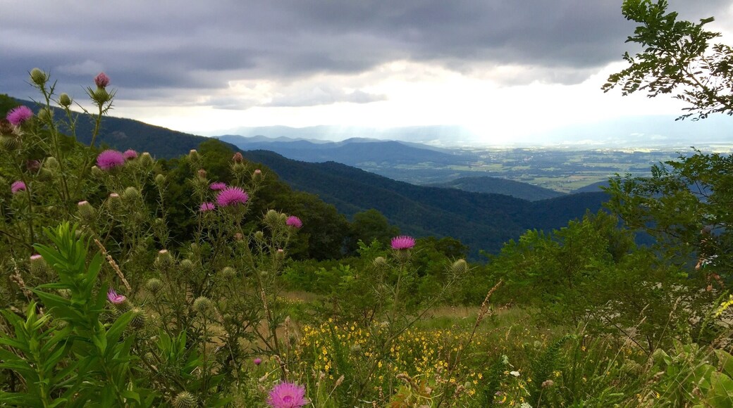 Such beautiful overlooks throughout skyline drive. This picture was taken at an overlook towards the north side of the park.