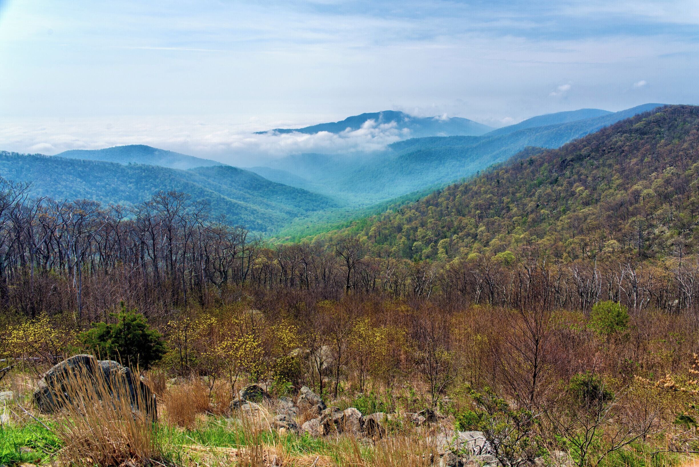 The lovely blueish tinted mountains in Shenandoah National Park. You can see where the "Blue Ridge Mountains" got their name. The park is famous for Skyline Drive, which runs the length of the park along the mountain ridge and has several vista points all along it. #virginia #mountains #shenandoah #blueridgemountains