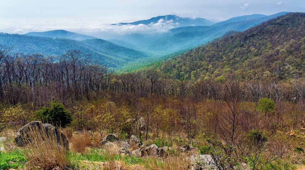 The lovely blueish tinted mountains in Shenandoah National Park. You can see where the "Blue Ridge Mountains" got their name. The park is famous for Skyline Drive, which runs the length of the park along the mountain ridge and has several vista points all along it. #virginia #mountains #shenandoah #blueridgemountains
